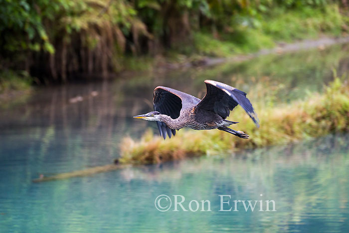 Great Blue Heron in Flight