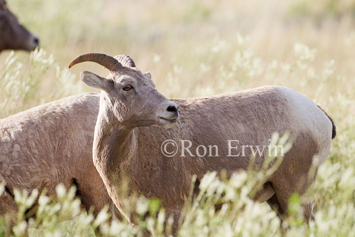 Bighorn Sheep