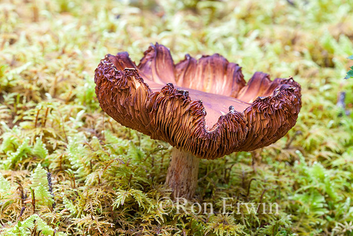 Wild Mushroom, Jasper, AB