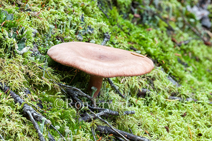 Wild Mushroom, Jasper, AB