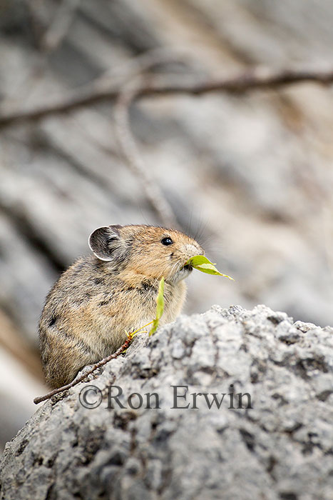 American Pika