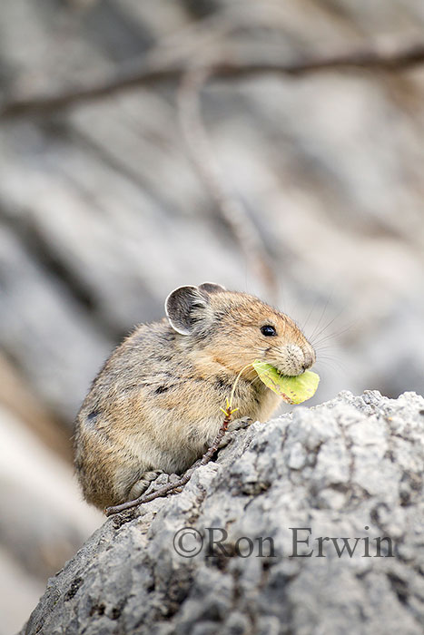 American Pika