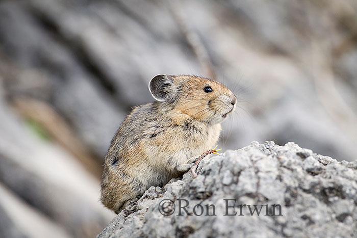 American Pika