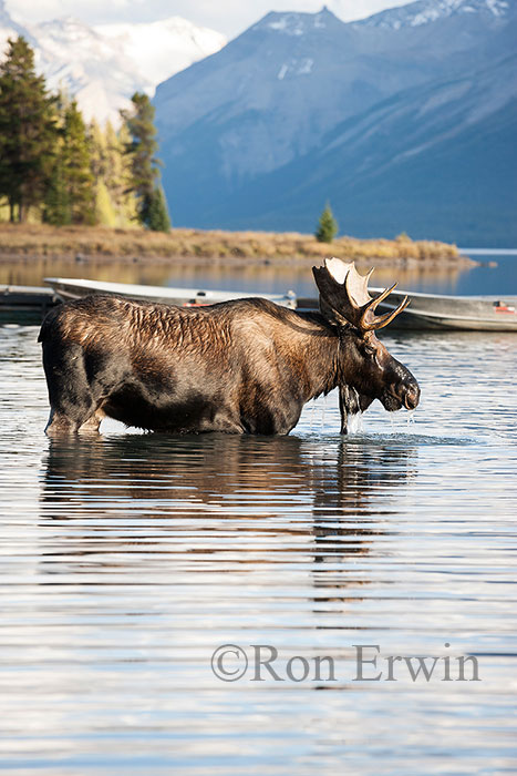 Bull Moose