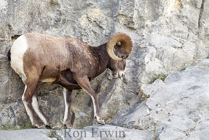 Bighorn Sheep Ram