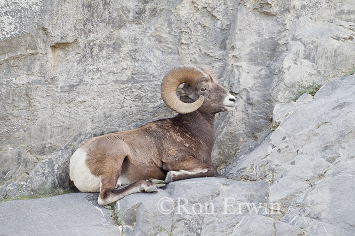 Bighorn Sheep Ram