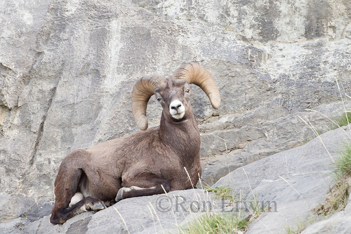 Bighorn Sheep Ram
