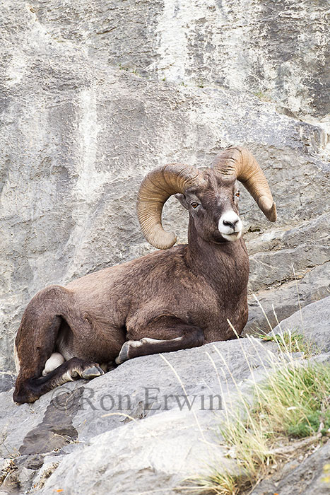 Bighorn Sheep Ram