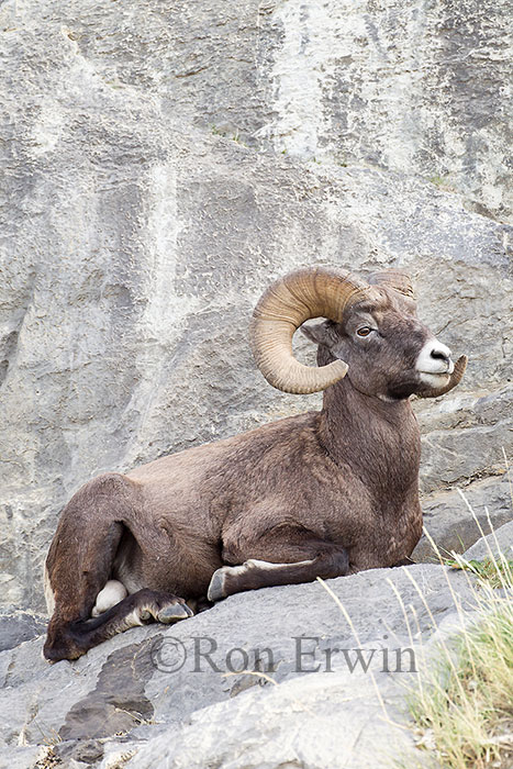 Bighorn Sheep Ram