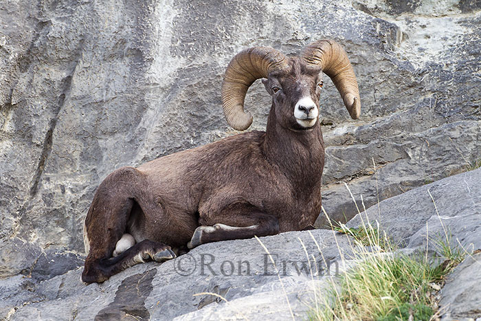 Bighorn Sheep Ram