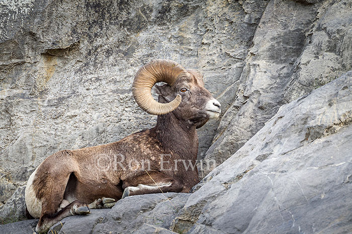 Bighorn Sheep Ram