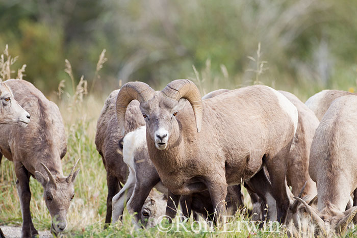 Bighorn Sheep