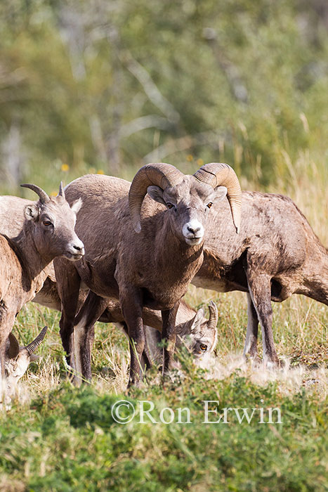 Bighorn Sheep