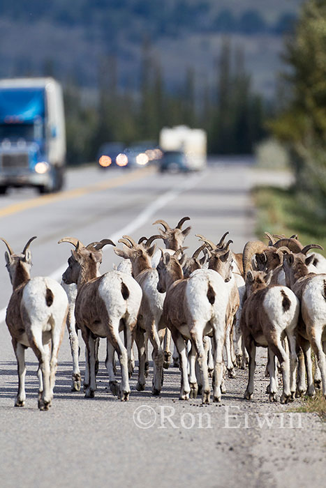 Bighorn Sheep on Road