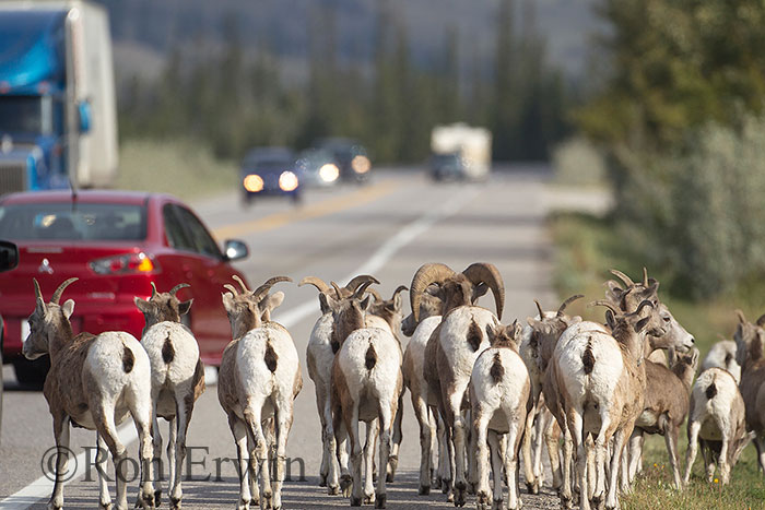 Bighorn Sheep on Road