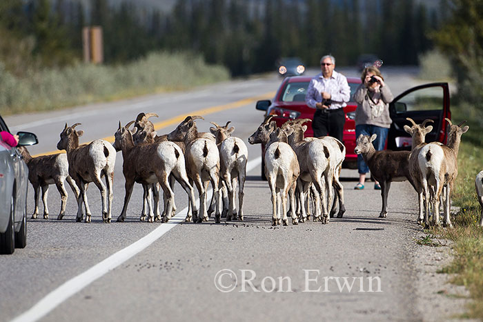 Bighorn Sheep on Road