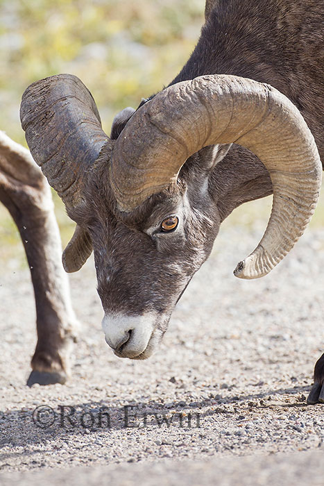 Bighorn Sheep Ram