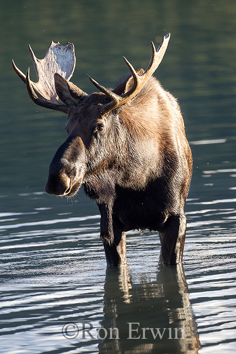 Bull Moose