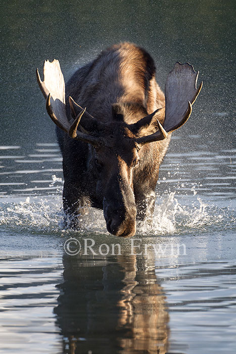Bull Moose