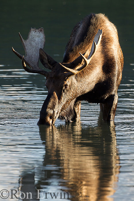 Bull Moose