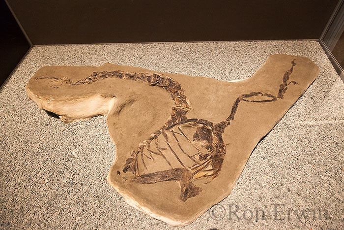 Royal Tyrrell Museum Exhibit