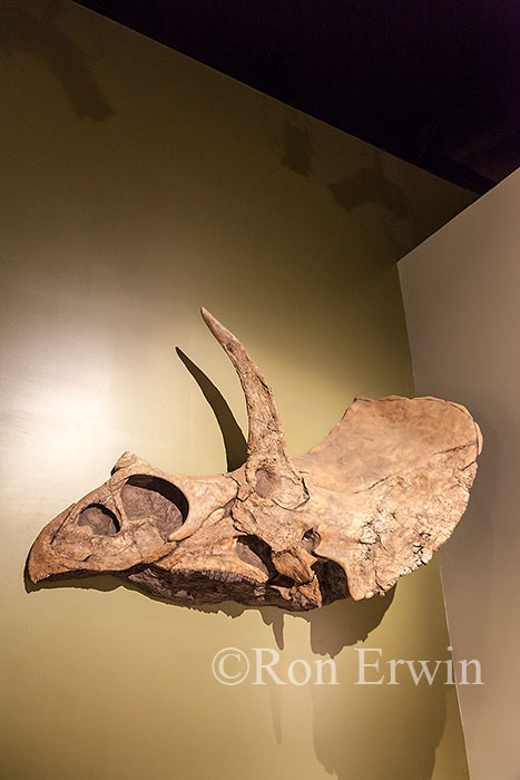 Royal Tyrrell Museum Exhibit