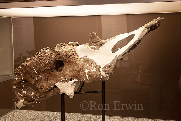 Royal Tyrrell Museum Exhibit
