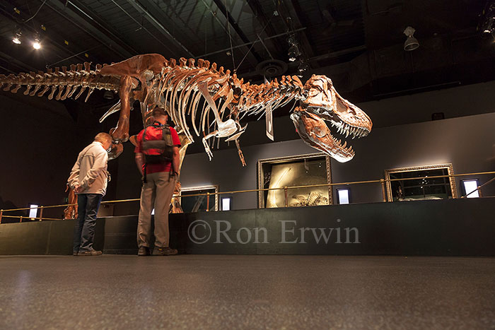 Royal Tyrrell Museum Exhibit