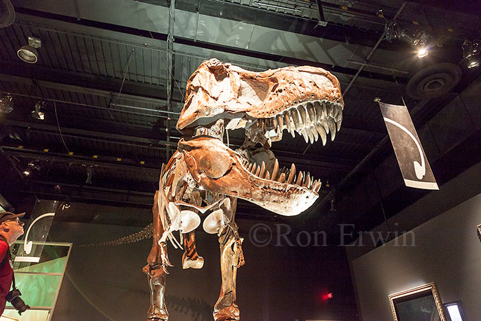 Royal Tyrrell Museum Exhibit
