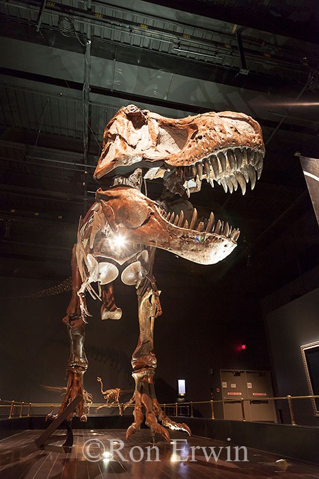 Royal Tyrrell Museum Exhibit