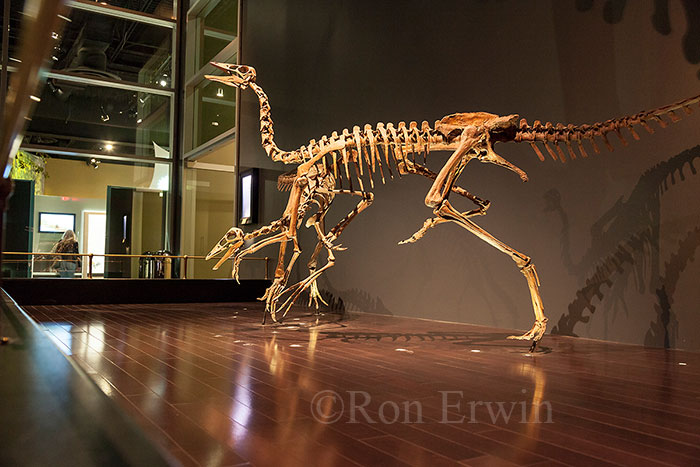 Royal Tyrrell Museum Exhibit