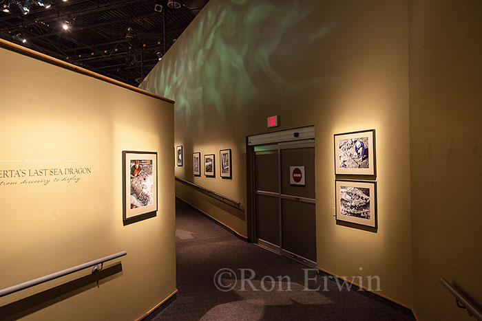 Royal Tyrrell Museum Exhibit