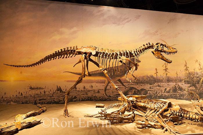 Royal Tyrrell Museum Exhibit