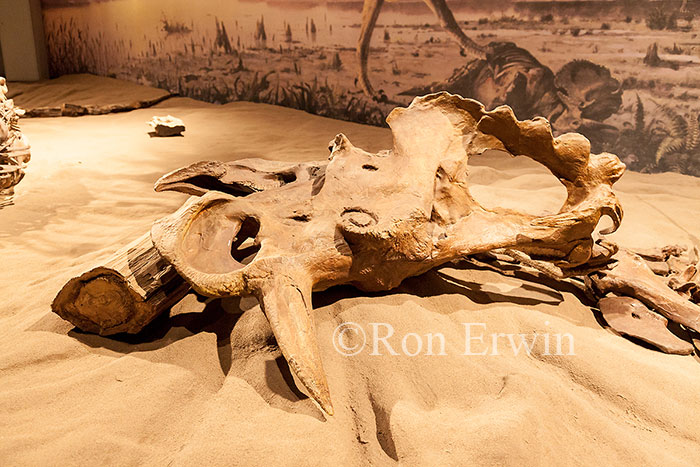Royal Tyrrell Museum Exhibit