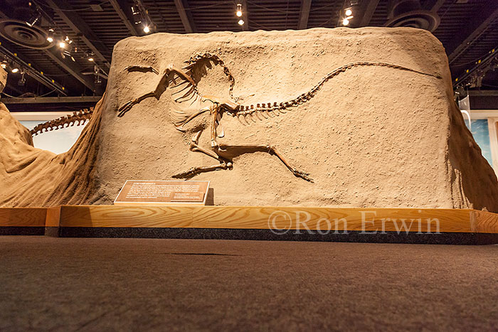 Royal Tyrrell Museum Exhibit