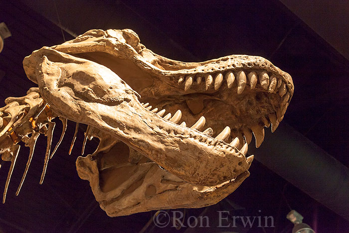 Royal Tyrrell Museum Exhibit