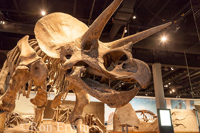 Royal Tyrrell Museum Exhibit