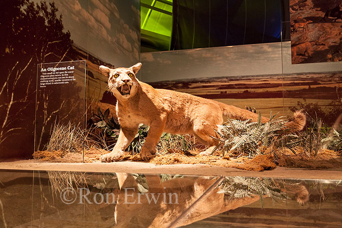 Royal Tyrrell Museum Exhibit