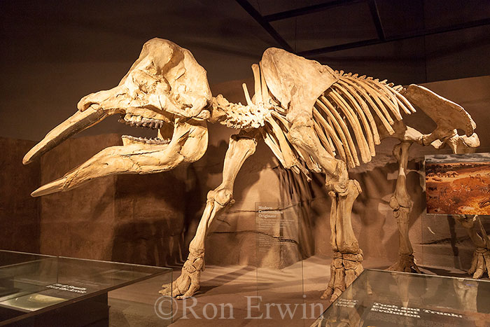 Royal Tyrrell Museum Exhibit