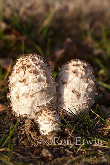 Shaggy Mane Mushrooms