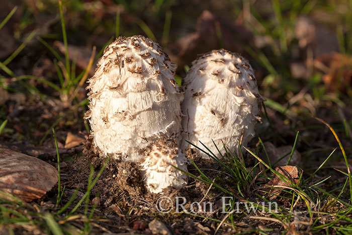 Shaggy Mane Mushrooms