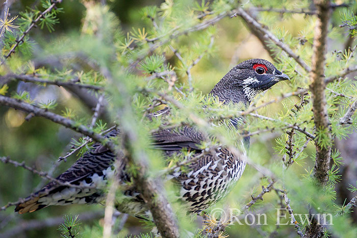 Male Spruce Grouse