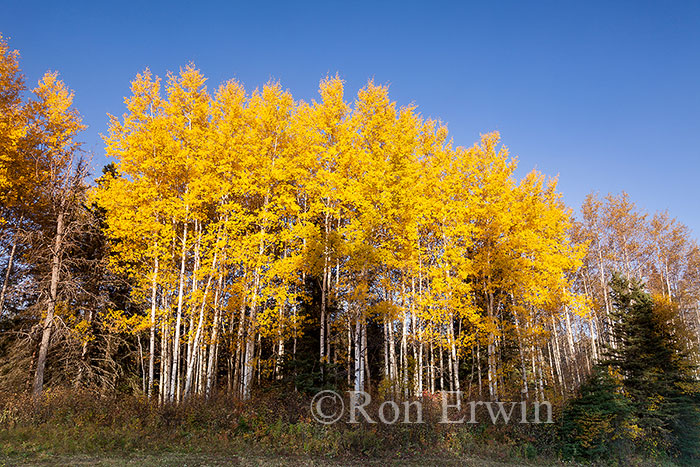 Aspen Parkland, Manitoba