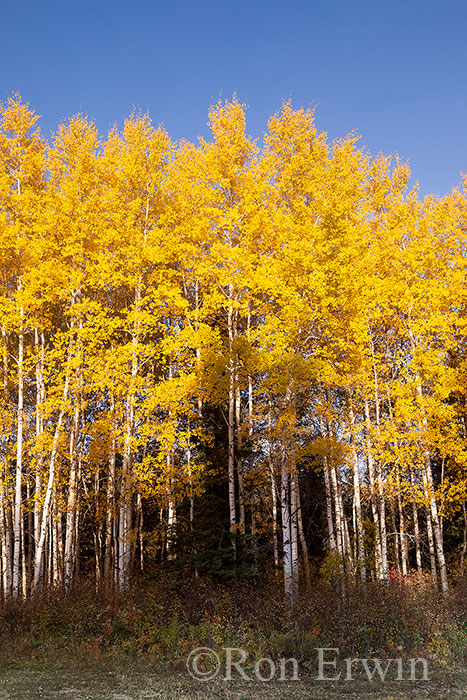 Aspen Parkland, Manitoba