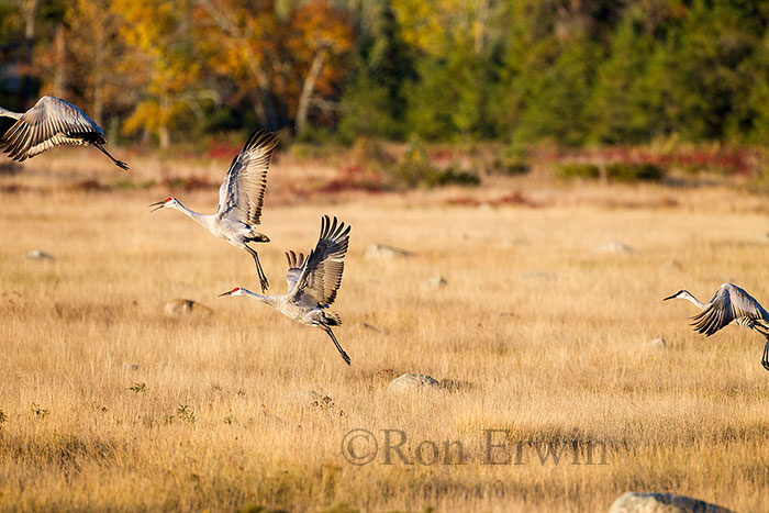 Sandhill Cranes Lifting Off