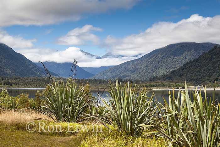 New Zealand Flax