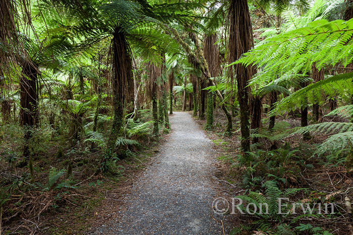 New Zealand Forest
