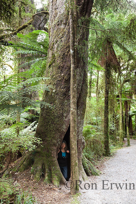 New Zealand Forest