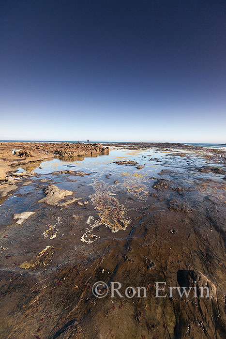 Curio Bay, New Zealand