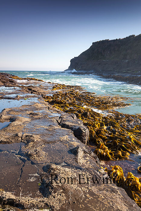 Curio Bay, New Zealand